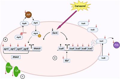 Natural compounds in the fight against Staphylococcus aureus biofilms: a review of antibiofilm strategies